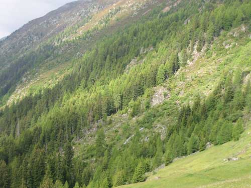 Eine Waldgesellschaft in den Ötztaler Alpen.